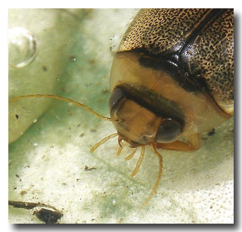 Dytiscidae:  Hydaticus (Guignotites) leander
